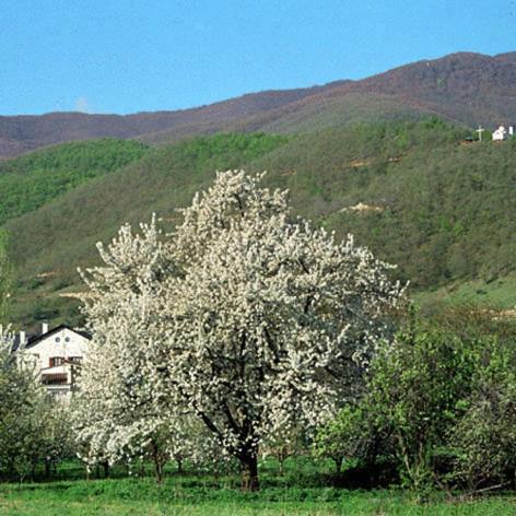 Villa Kastanodasos Emporio  Екстериор снимка